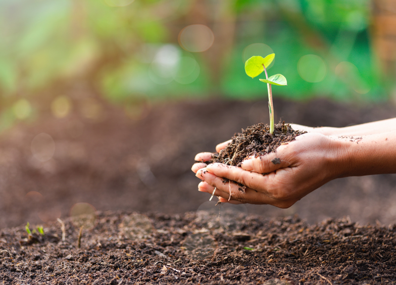 Istock Plant In Hand Large